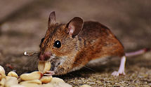 24 Hour & Emergency Exterminators in Verga, NJ